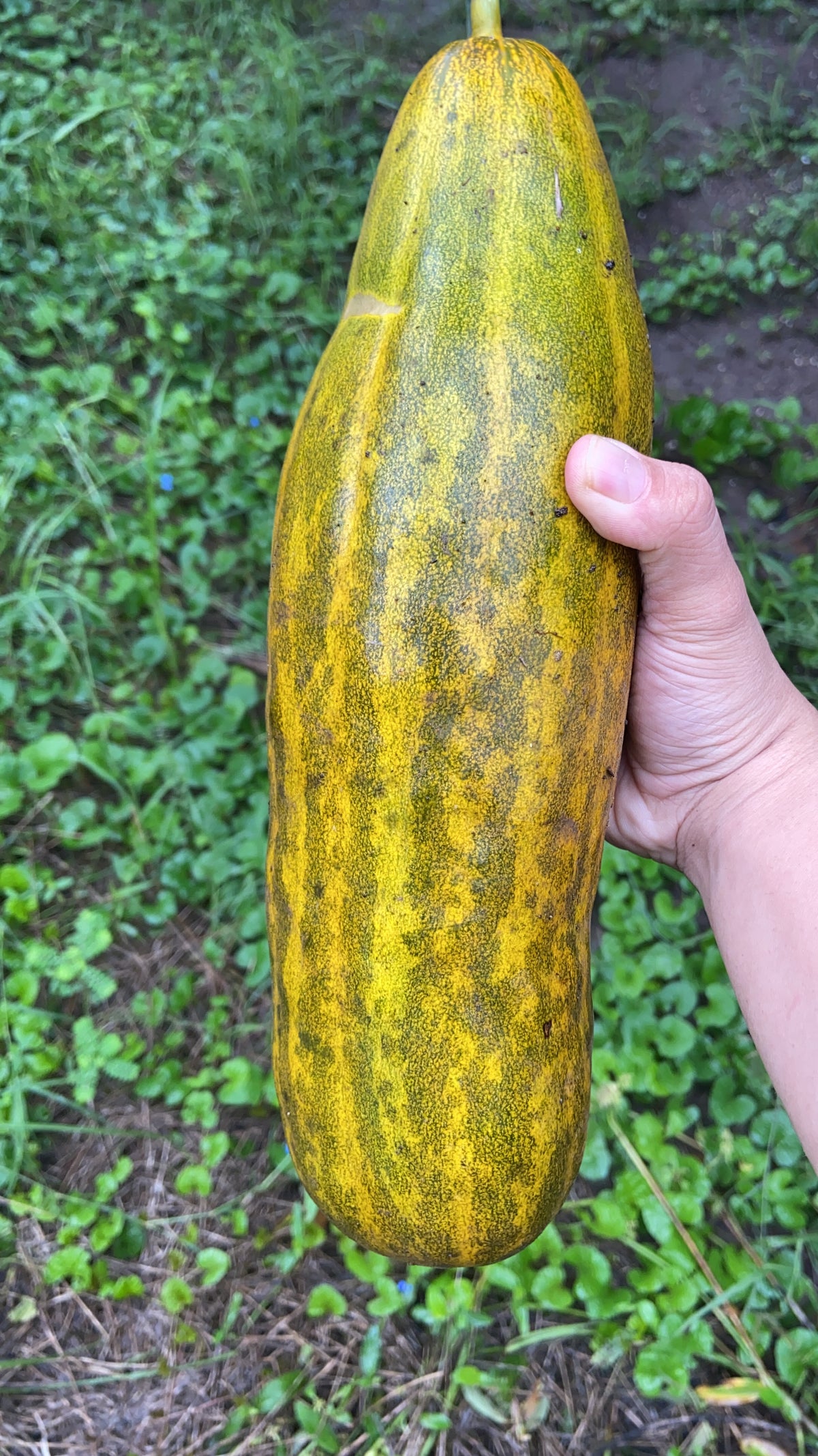 OOO Farms Wild Food Chibud