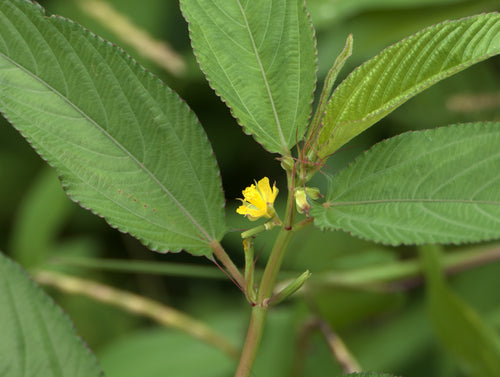Chunch / चुंच / Jew’s Mallow / Molokhiya / Corchorus olitorius.L