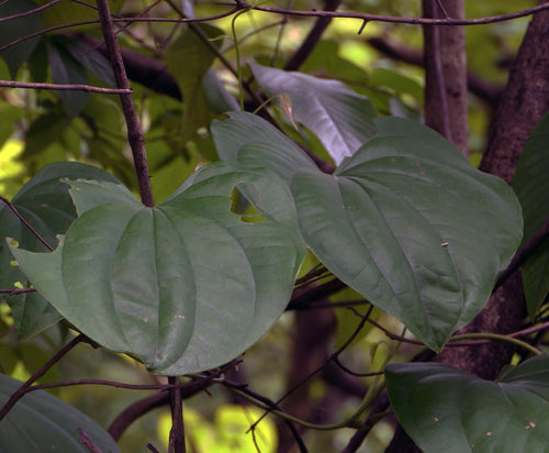 Dehgadi / Dighwadi / Konchi / देहगडी / दिघवडी / कोणची / Konchi / Dioscorea wallichii