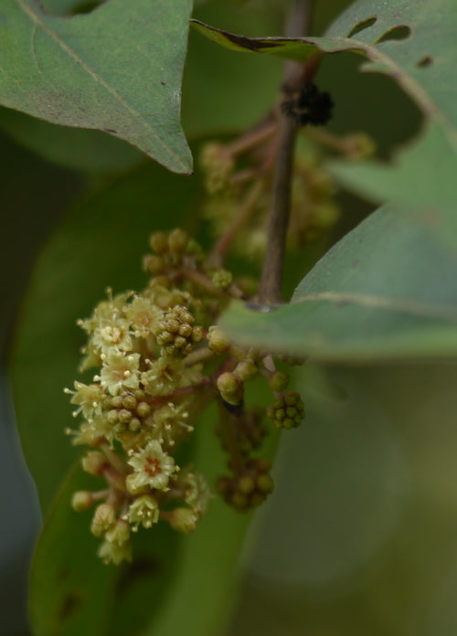 Dhawda / Dhamoda | धवडा / धामोडा Axlewood Anogeissus latifolia