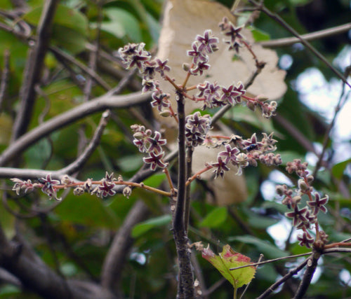 Douda / Kukurval / दौडा / कुकुरवळ / Spotted Sterculia / Sterculia gutata