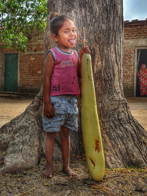 Dudhi / दुधी / Bottle Gourd / Lagenaria siceraria