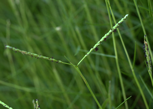 Durva / दूर्वा / Cynodon dactylon (L.) Pers.