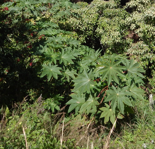 Erand / एरंड / Castor Bean / Ricinus communis L.