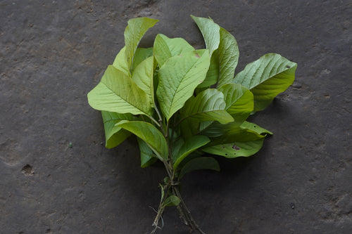 Fatangdi / Fungota / Ambat Tingra / फटांगडी / फंगोटा / आंबट टिंगरा / Malabar Embelia / Embelia tsjeriam-cottam