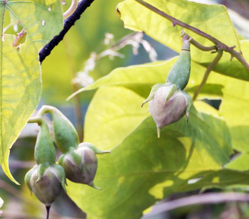 Gagola / Bhovara / गागोला / Lilac Bell / Ipomoea muricata (L.)