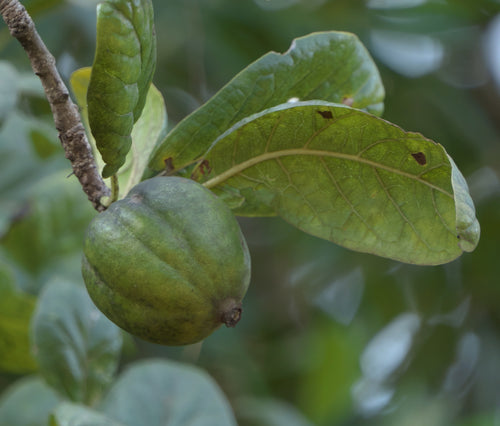 Gal / Ghel Phal / गला / घेला / Mountain Pomegranate / Catunaregam spinosa