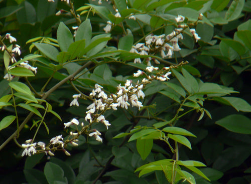 Garudvel / गरुडवेल / Jewel Vine / Derris scandens