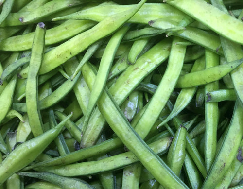 Gavar / गवार / Cluster Bean / Cyamopsis tetragonoloba