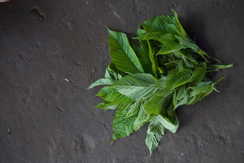 Gharbandi / घरभांडी / Bandicoot Berry / Leea asiatica