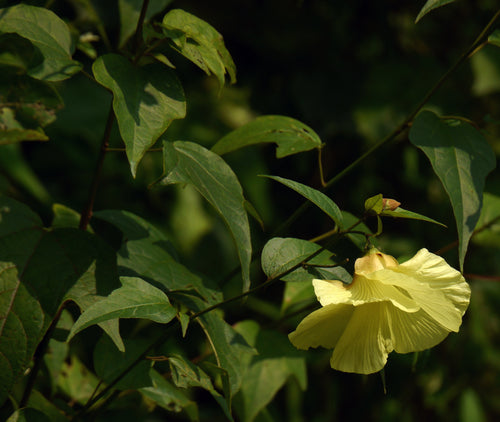 Gharbend / घरभेंड / Ban Kapas / Common Mallow / Thespesia lampas