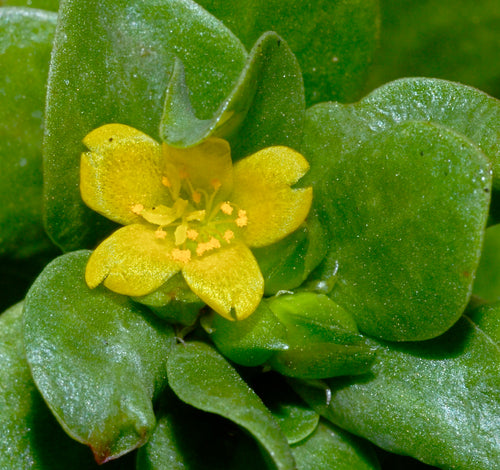 Gholu / घोळू / Common Purslane / Portulaca oleracea L