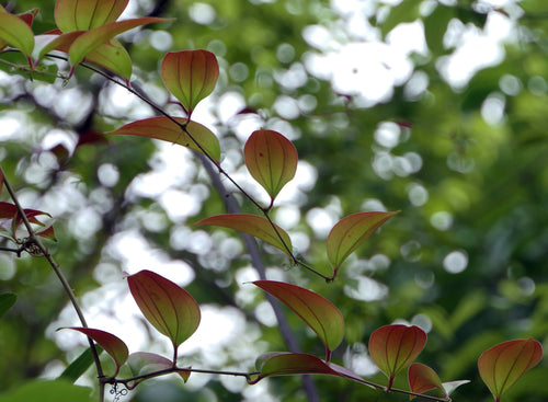 Ghotvel / घोटवेल / Smilax zeylanica L.