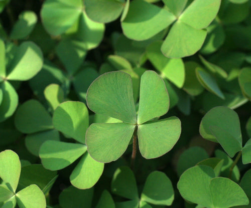 Girjala / गिरजला / Four Clover Leaf / Marsilea quadrifolia L.
