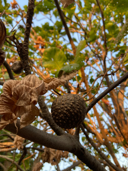God Kand / Karanda / गोड़ कंद / करंदा / Aerial Potato / Dioscorea esculenta