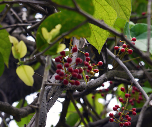 Gulvel / Gulbel / गुळवेल / Malabar Gulbel / Tinospora sinensis