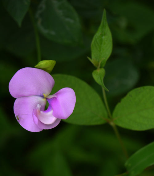 Halinda / हळींदा / Wild Cowpea / Vigna vexillata (L.)