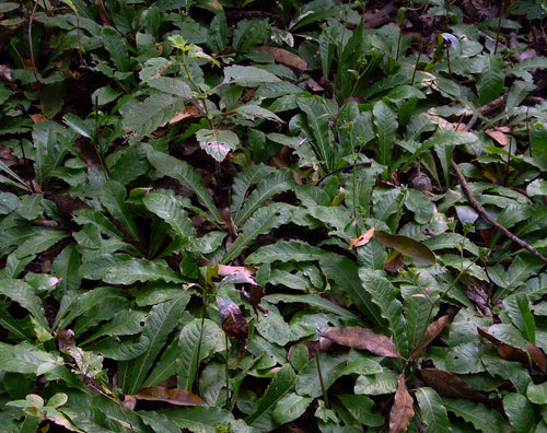 Hastipata / Gojibh / हस्तिपता / Elephantopus sp.