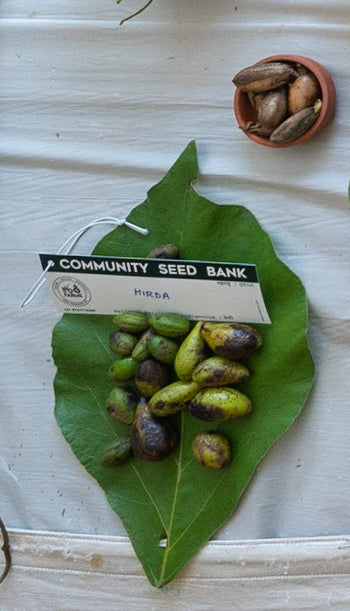 Hirda / हिरडा / Black Myrobalan / Terminalia chebula