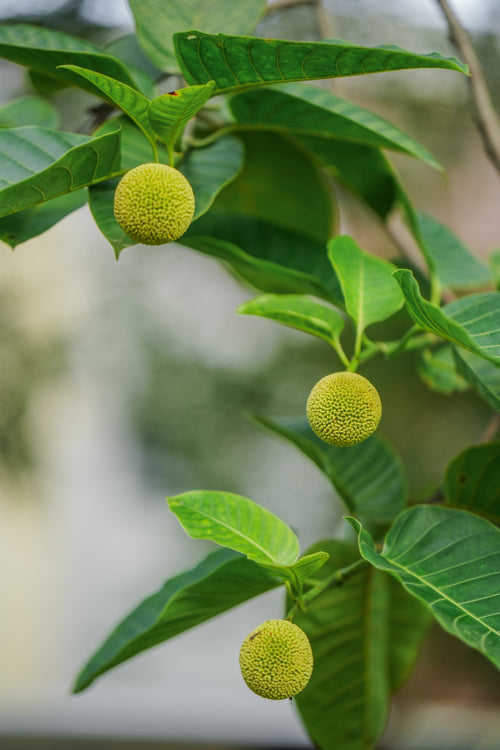 Kadamb / कदंब / Burflower-tree, Kadam / Anthocephalus cadamba, Neolamarckia cadamba