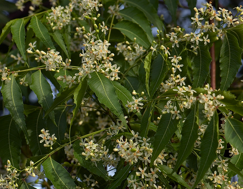 Kadu Limb / कडू लिंब / Neem / Azadirachta indica A.Juss.