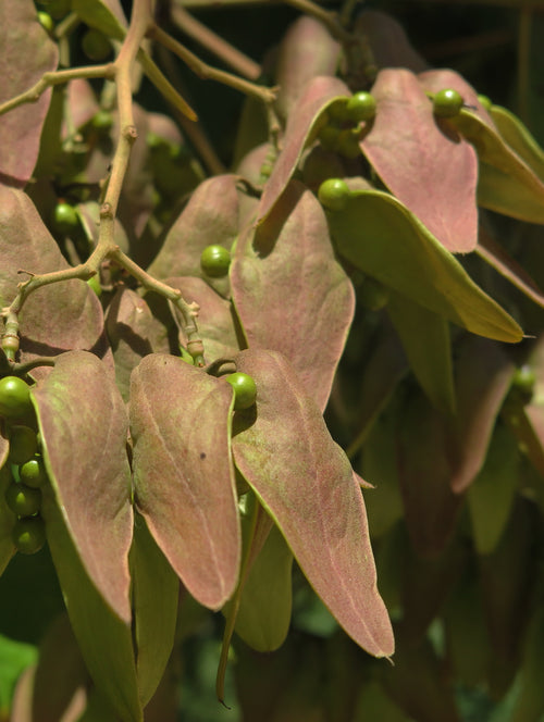 Kahandal / कहंडल / Chinese Parasol Tree / Firmiana simplex (L.) W.Wight