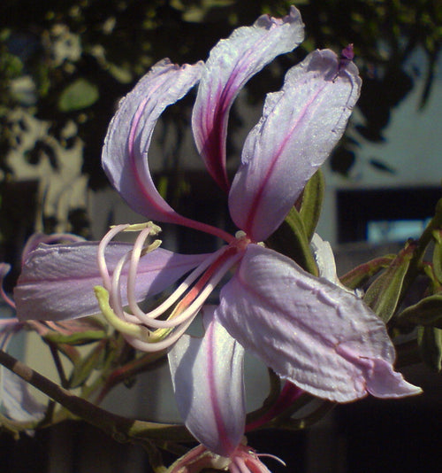 Kahrool / कहरूळ / Orchid Tree / Bauhinia purpurea L.