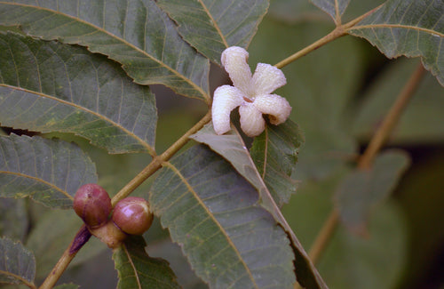 Kakad / Kakhodashi / काकड / काखोडशी / Kakad / Garuga pinnata Roxb.