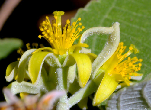 Kali Dhaman / काळी धामण / Kali Dhaman / Grewia tillifolia Vahl.