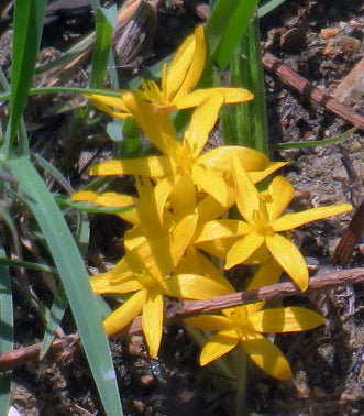 Kali Musli / काळी मुसळी / Golden Eye-Grass / Curculigo orchiodes Gaertn.