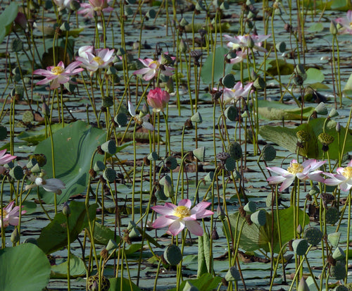 Kamal Kakdi / कमल काकडी / Lotus / Nelumbo nucifera Gaertn.