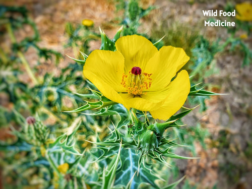 Kardai / करडई / Prickly Poppy / Argemone mexicana