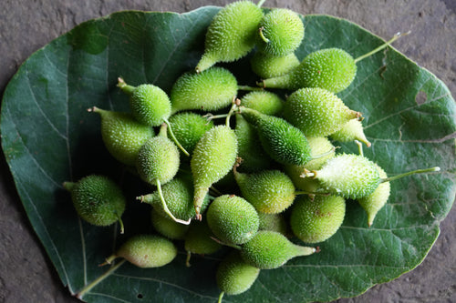 Kartoli / कर्टोली / Spine Gourd / Momordica dioica Roxb. ex Willd.