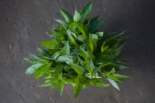 Keni / केणी / Bengal Dayflower / Commelina benghalensis L.