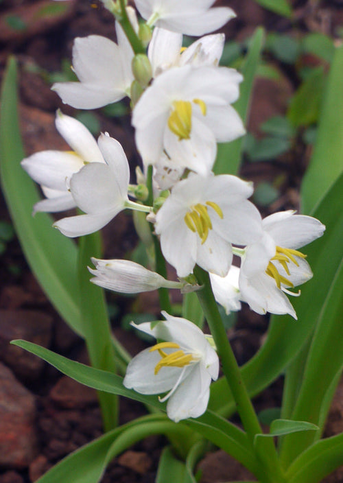 Kolu / कोलू / Chlorophytum species