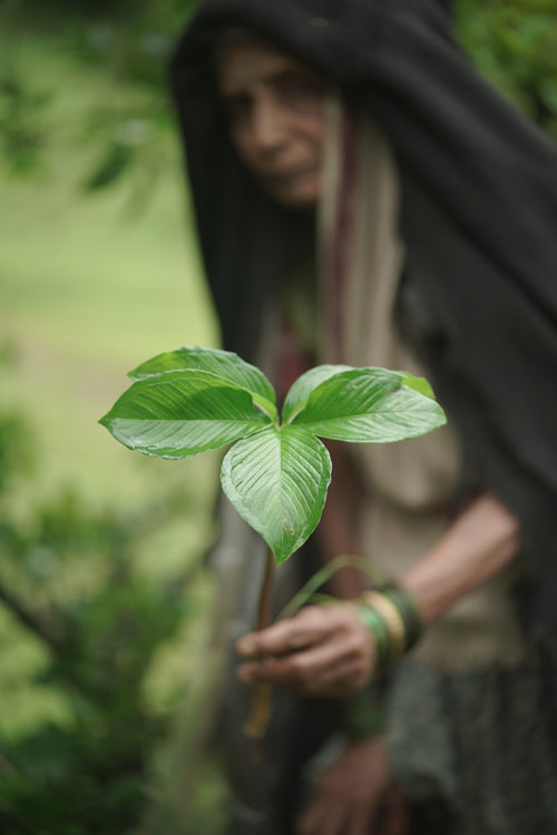 Loth / लोथ / Monarch of the East / Sauromatum venosum (Aiton) Kunth
