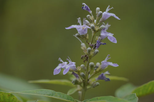 Nirgudi / निर्गुडी / Chinese Chaste Tree / Vitex negundo L.