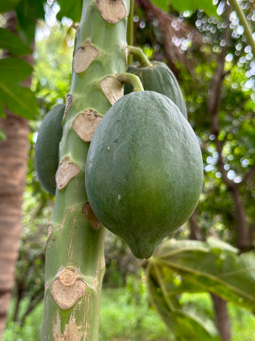 Papai / पपई / Papaya / Carica papaya L.