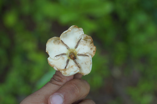 Pendhra / पेंढरा / Divine Jasmine / Tamilnadia uliginosa (Retz.)