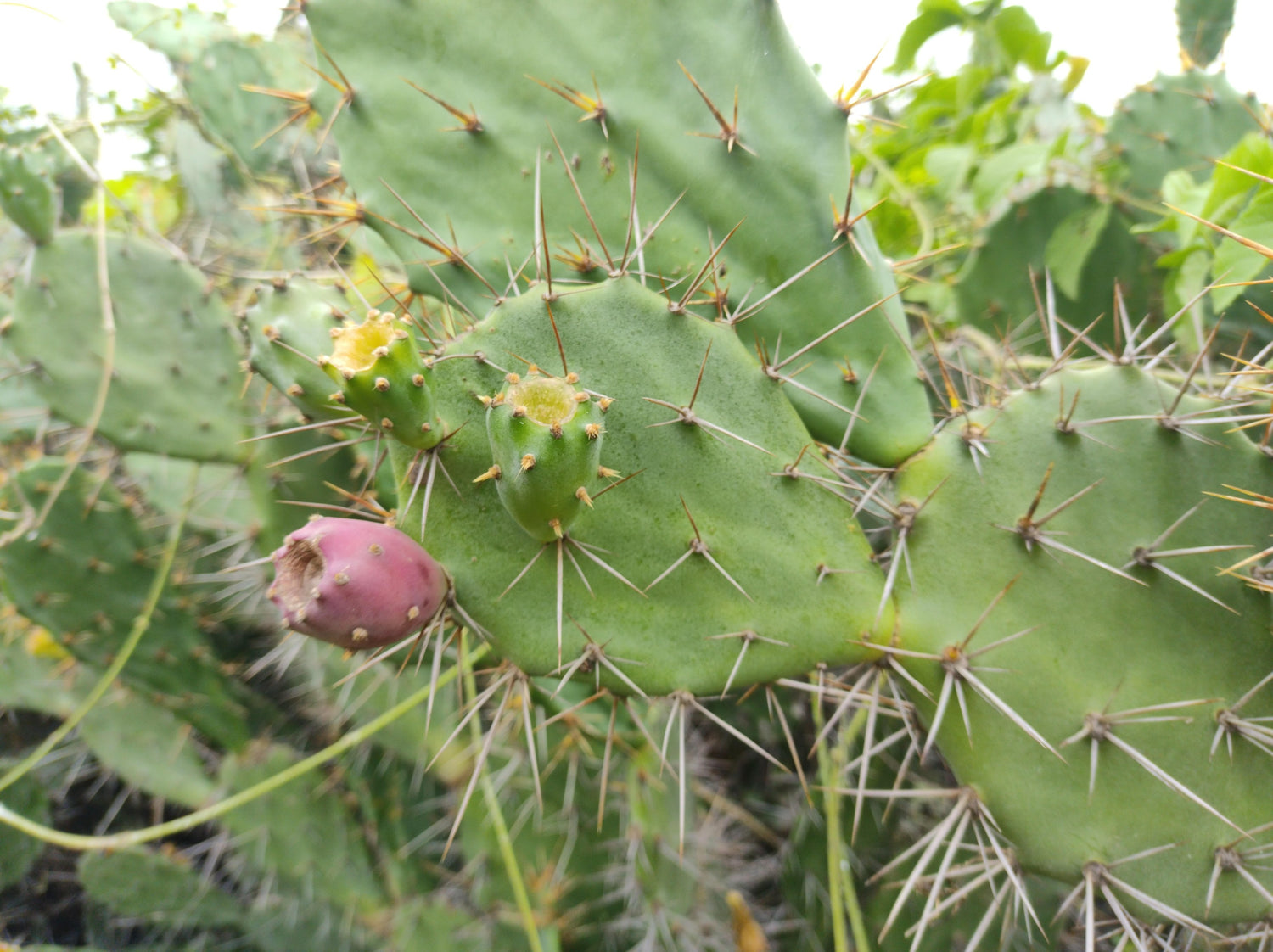 OOO_Farms_Wild_Food_Prickly_Pear