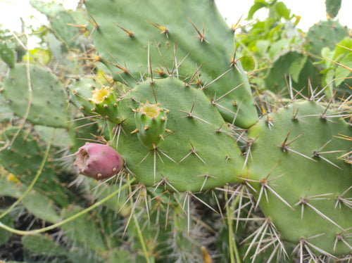 Phadya Nivadung / फड्या निवडुंग / Prickly Pear / Opuntia elatior