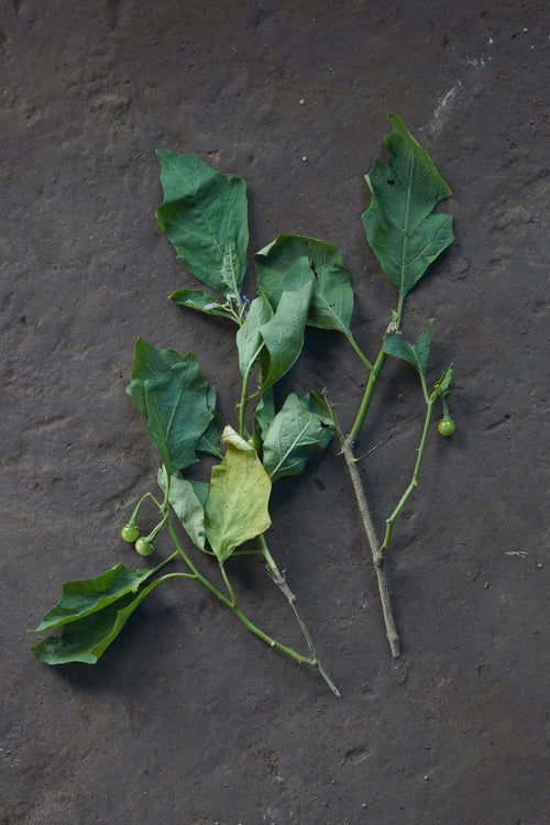 Rann Vangi / Chinchurda / रानवांगी / चीचुरडा / Forest Bitterberry / Solanum anguivi Lam.