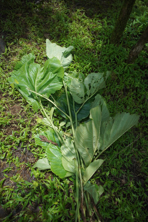 Sapud / Moti Dinda / सापुड / मोठी दिंडा / Dinda / Leea macrophylla Roxb. ex Hornem.