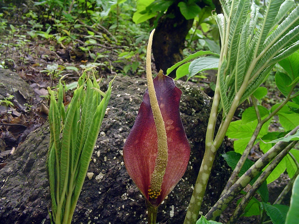 Shevla / शेवळा / Dragon Stalk Yam / Amorphopallus commutatus – OOO Farms