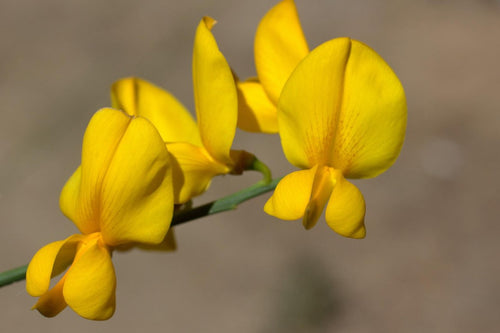 Taag / ताग / Sunnhemp / Crotalaria juncea L.