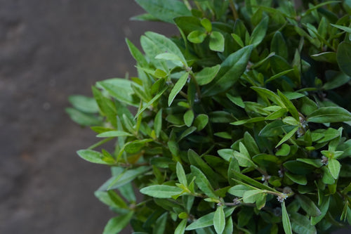 Tandalya / तांदळा / Amaranth / Rajgira / Amaranthus tricolor L.
