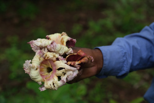 Tetu / टेटू / Broken Bones Tree / Oroxylum indicum (L.) Kurz