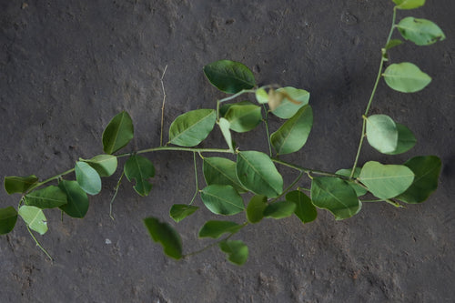 Vaghoti / Kopashi / Ekota / वाघोटी / कापोशी / एकोटा / Vaghoti / Capparis zeylanica L.