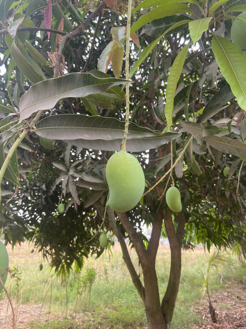 Amba / आंबा / Mango / Mangifera indica L.