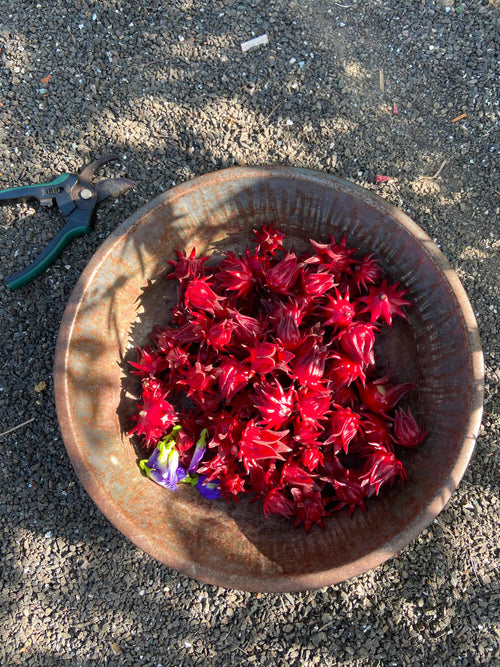 Ambadi | अंबाडी Roselle / Deccan Hemp / Java Jute Hibiscus cannabinus L.